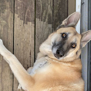 Meet your Posher, Grace